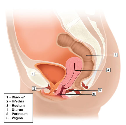 Uterine Prolapse  Austin Urogynecology